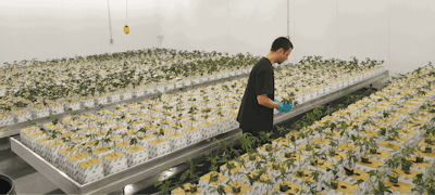 4 Tipsto Ensure Flower Consistency