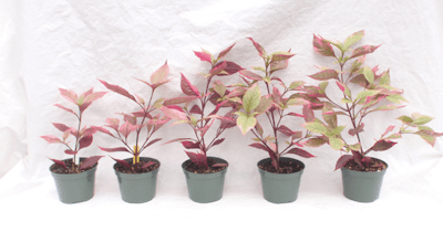 Alternanthera Image Fmt