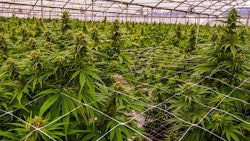 Cannabis Greenhouse Make Better Decisions
