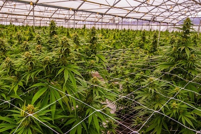 Cannabis Greenhouse Make Better Decisions