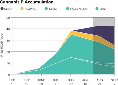 Cannabis P Accumulation Fmt