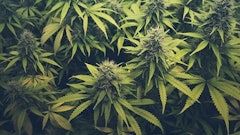 Cannabis Buds Adobe Stock Credit Hanohiki Resized