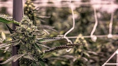 Cannabis Growing Indoors Adobe Stock Credit Christian Resized