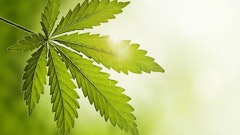 Cannabis Leaf Light Background Adobe Stock Credit Wabeno Resized