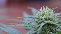 Cannabis Plant Adobe Stock Credit Miravision Resized