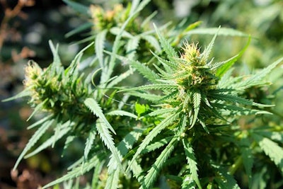 Cannabis Plants Adobe Stock Credit Olyasolodenko Resized