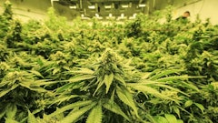 Cannabis Plants Flowering Indoor Credit Alex Resized