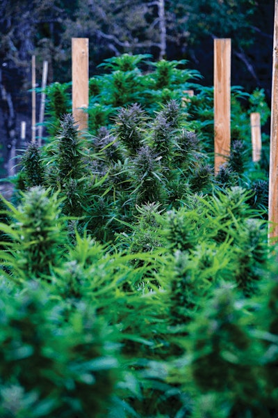 Compassionate Care Willy Gshades Cbd Fmt