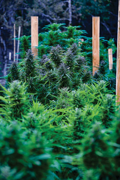 Compassionate Care Willy Gshades Cbd Fmt