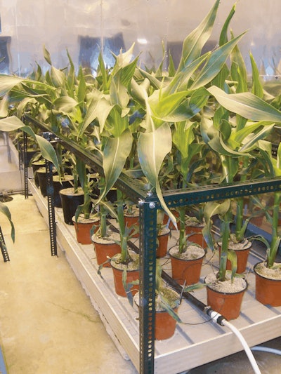 Corn Research Using Calcined Clay As A Root Substrate Fmt