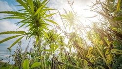Hemp Aliaksei