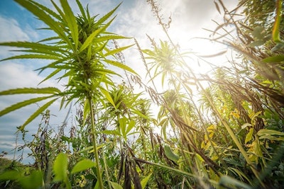 Hemp Aliaksei