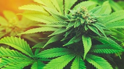 Marijuana Plant Adobe Stock Credit Epic Stock Media Resized