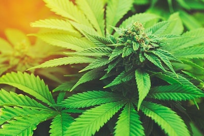Marijuana Plant Adobe Stock Credit Epic Stock Media Resized