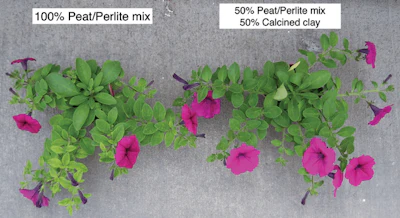 Reduced Iron Deficiency Of Petunia Growing In 50 Calcined Clay, (by Volume) Fmt