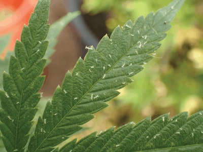 5565667 Cannabis Aphid Phorodon Cannabis Fmt