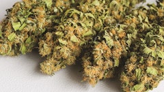 Adobe Stock194161211