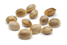 Adobe Stock 194693076 Hemp Seed Fmt