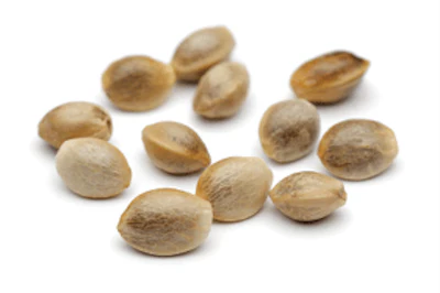 Adobe Stock 194693076 Hemp Seed Fmt