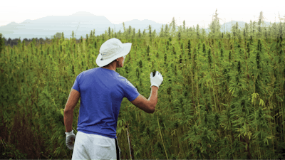 Adobe Stock 321883347 Researcher In Hemp Field Fmt
