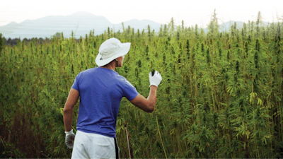 Adobe Stock 321883347 Researcher In Hemp Field Fmt