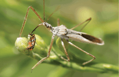 Assassin Bug Arbico Organics Fmt