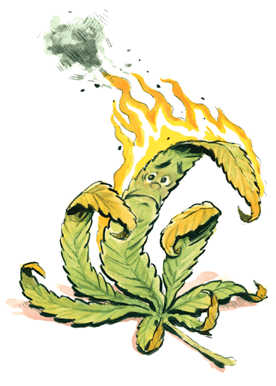 Cannabis Leaf Spot Fmt
