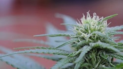 Cannabis Plant Adobe Stock Credit Miravision Resized