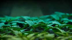 Cannabis Seedlings A Dobe Stock Credit Katie Resized