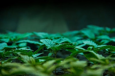 Cannabis Seedlings A Dobe Stock Credit Katie Resized