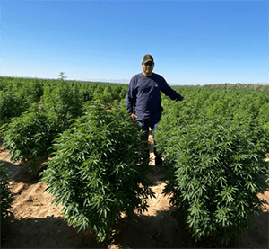 socal hemp co