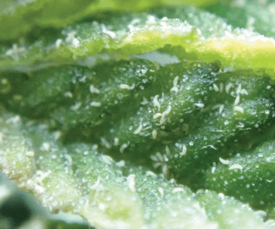 Fig 1 High Res Fmt