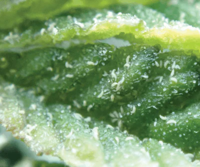 Fig 1 High Res Fmt