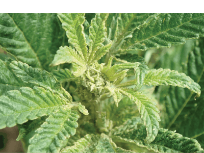 Fig 3 High Res Fmt