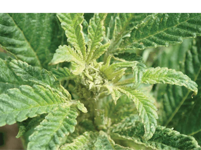 Fig 3 High Res Fmt