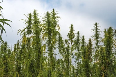 Hemp Maticsandra