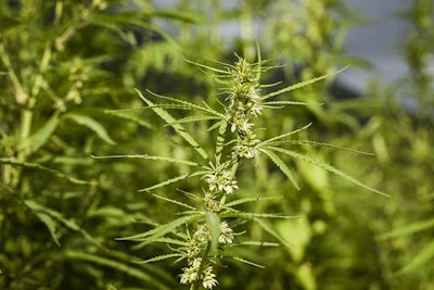 Hemp Stokkete