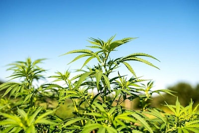 Hemp1