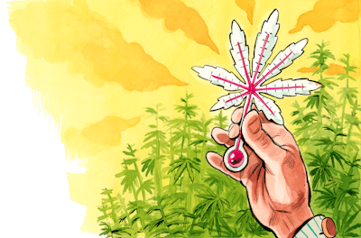 Hempfarmer Hotseedsrevision Fmt