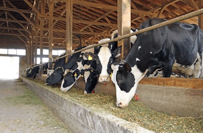 I Stock 523215419 Cows Farm Barn Fmt