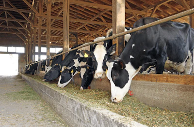 I Stock 523215419 Cows Farm Barn Fmt