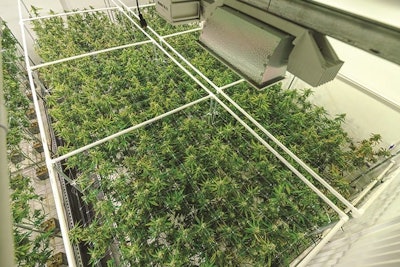 Plants