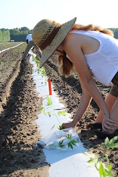 Rylies Sunshine2 Resized