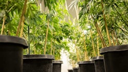 Veritas waters and prunes each plant individually and by hand.