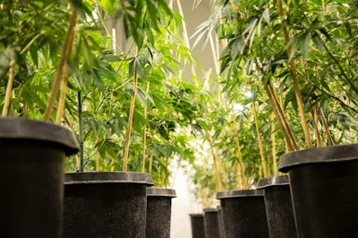 Veritas waters and prunes each plant individually and by hand.