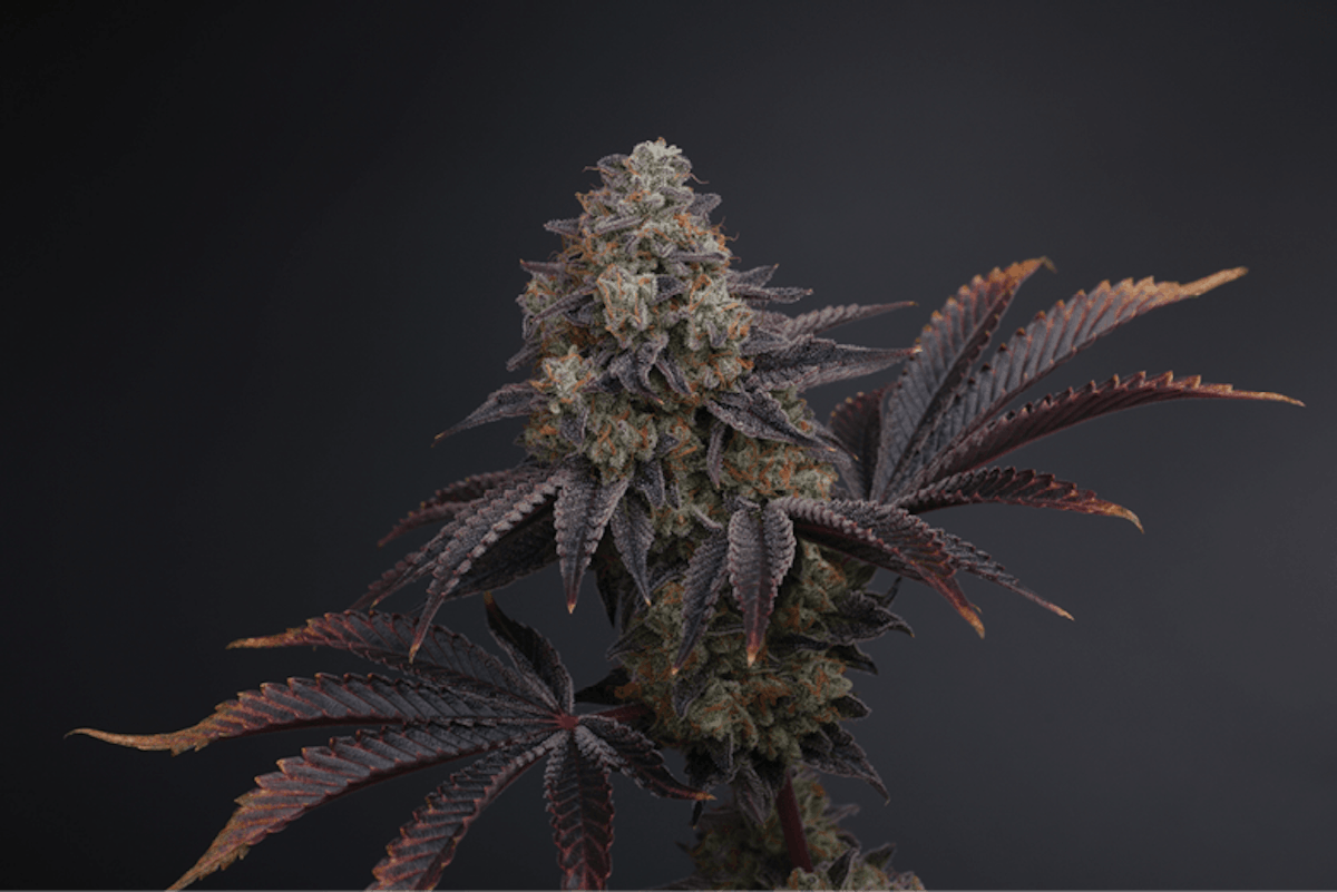 Zowahh (Zkittels x Karma Sour Diesel) | Cannabis Business Times
