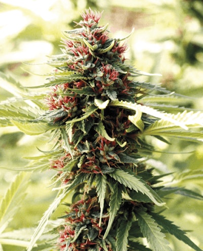 10 Red Stigmas Afghani1 Landrace 1979 Fmt