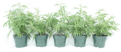 2 Fig5pots766 Fmt