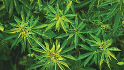 Adobe Stock 353104531 Fmt