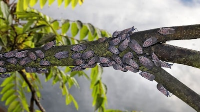 An adult spotted lanternfly colony on a Tree of Heaven in Montgomery County, Pa.
